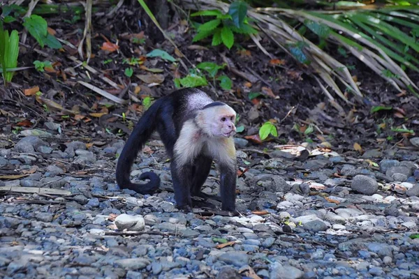 Black White Faced Monkey Tropical Forest White Faced Capuchin Wildlife — Stock Photo, Image