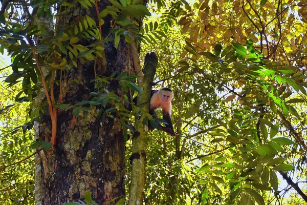 Černá Bílá Opice Tropickém Lese Kapucín Bělovlasý Divoká Příroda Kostarice — Stock fotografie