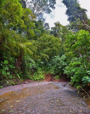 Şelale Jaco Kosta Rika, patika manzarası, Catarastas Valle Encantado - ormandaki yeşil ağaçlarla çevrili gizli şelale. Orta Amerika.