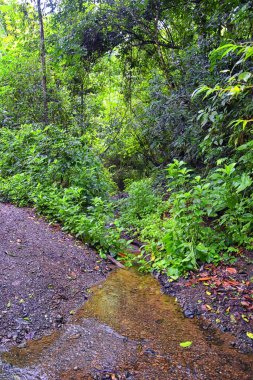 Şelale Jaco Kosta Rika, patika manzarası, Catarastas Valle Encantado - ormandaki yeşil ağaçlarla çevrili gizli şelale. Orta Amerika.