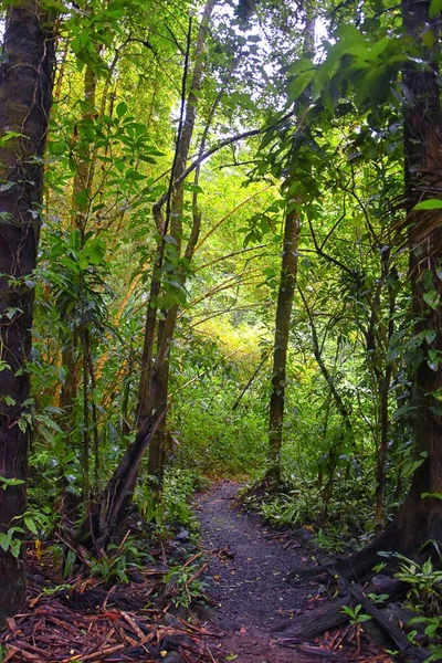 滝Jaco Costa Rica Trail Views Catarastas Valle Encantado ジャングルの緑の木々に囲まれた隠された滝 中央アメリカ — ストック写真