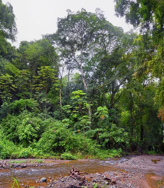 滝Jaco Costa Rica Trail Views Catarastas Valle Encantado ジャングルの緑の木々に囲まれた隠された滝 中央アメリカ — ストック写真