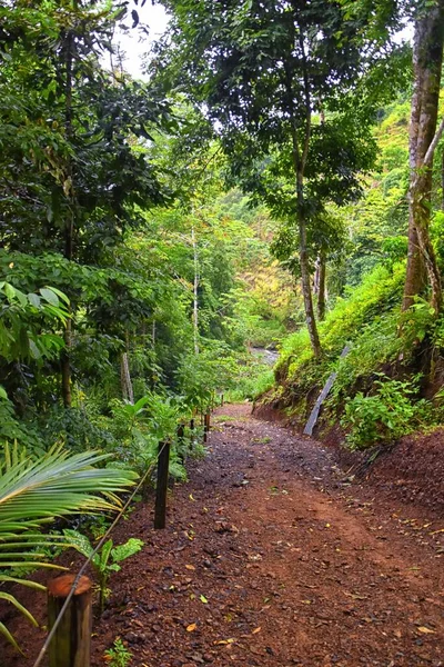 滝Jaco Costa Rica Trail Views Catarastas Valle Encantado ジャングルの緑の木々に囲まれた隠された滝 中央アメリカ — ストック写真