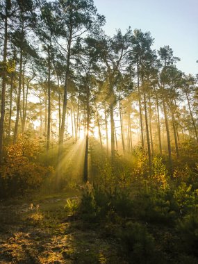 Sessiz bahar güzel parlak güneş ışınları ile ormanda