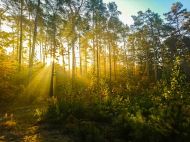Sessiz bahar güzel parlak güneş ışınları ile ormanda