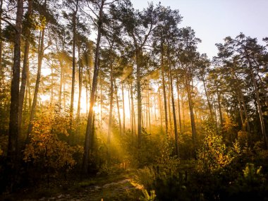 Sessiz bahar güzel parlak güneş ışınları ile ormanda