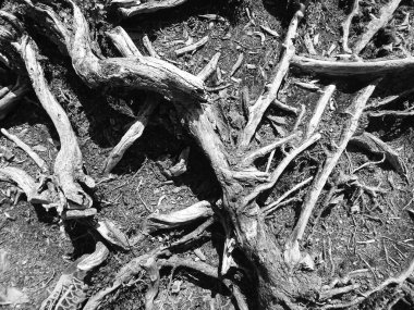 Grafik arkaplan olarak taş ve bitki yapısı mükemmel, çeşitli renklerde yapısal taşlar