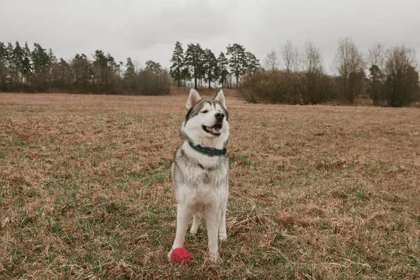 Sibirischer Husky Irat Mit Ball Auf Dem Feld — Stockfoto