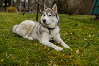 Köpek çimlerin üzerinde yatıyor. Sibirya Husky 'sinin portresi. Yakın plan. Doğada bir köpekle dinlenmek. Nehirli bir manzara