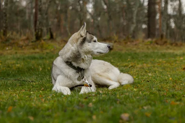 Cão Está Deitado Relva Retrato Husky Siberiano Close Descansar Com — Fotografia de Stock