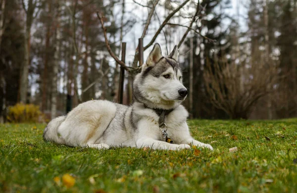 Pes Leží Trávě Portrét Sibiřského Huskyho Detailní Záběr Odpočívat Psem — Stock fotografie