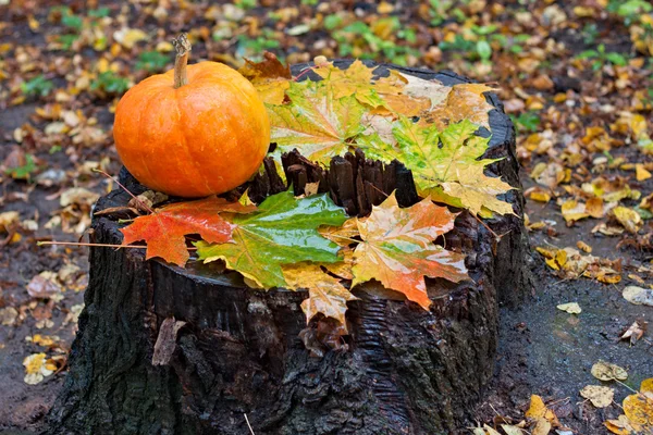 kabak ve akçaağaç yaprakları sonbaharda ormanda güdük üzerinde