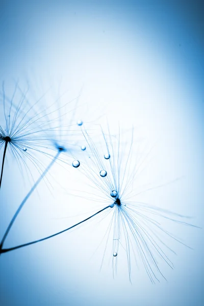 Soyut bitki tohumları karahindiba makro renklendirme