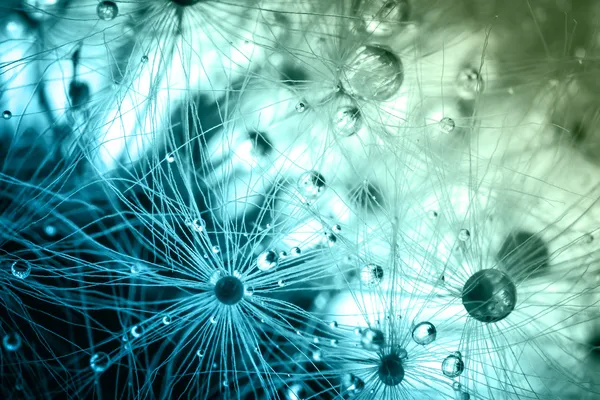 Soyut bitki tohumları karahindiba makro renklendirme