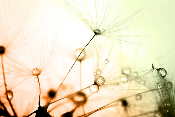 Абстракция раскрашивает макрос одуванчика семян растений — стоковое фото