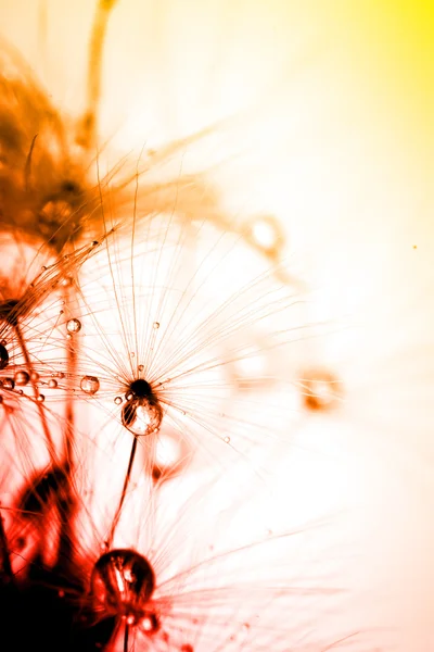 Abstract colorize macro of plant seeds dandelion — Stock Photo, Image