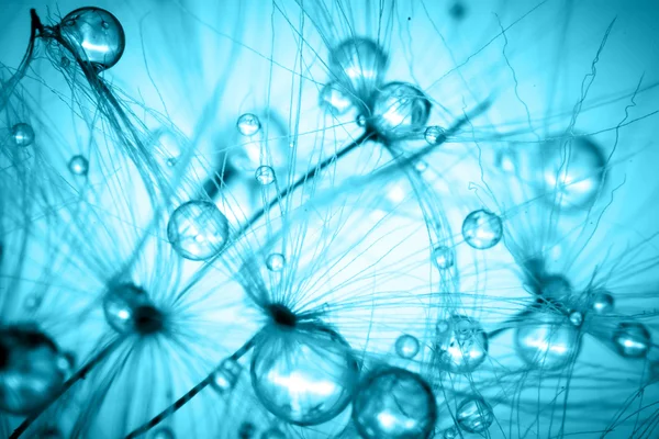 Soyut bitki tohumları karahindiba makro renklendirme