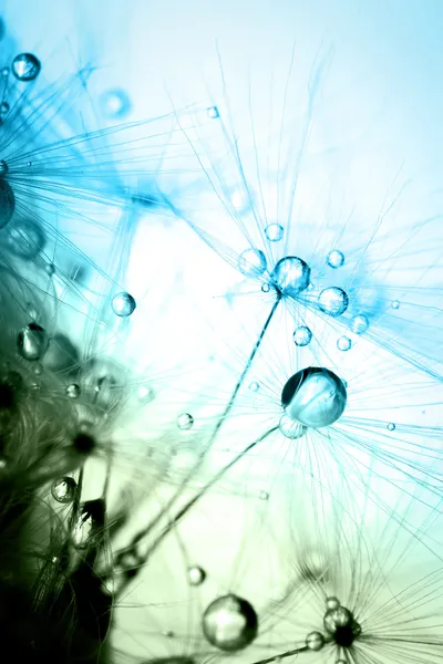 Soyut bitki tohumları karahindiba makro renklendirme