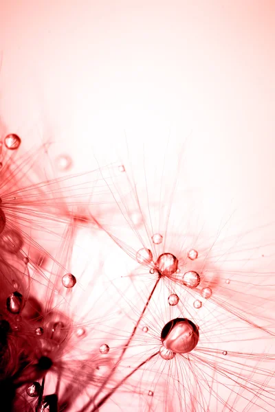 Soyut bitki tohumları karahindiba makro renklendirme