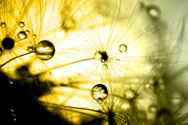 Abstract colorize macro of plant seeds dandelion — Stock Photo, Image