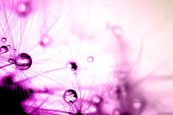 Soyut bitki tohumları karahindiba makro renklendirme