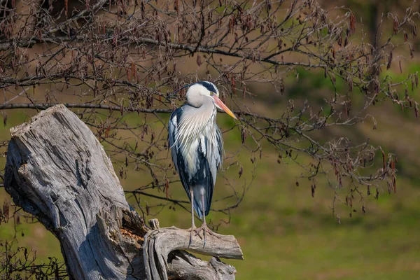The grey heron (Ardea cinerea) is a long-legged wading bird of the heron family. A bird of wetland areas, it can be seen around lakes, rivers, ponds, marshes and on the sea coast.