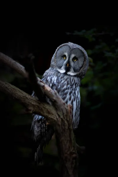 Barred Owl Także Brodaty Sowa Strix Mgławica Siedzi Gałęzi Parku — Zdjęcie stockowe