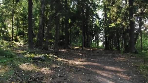 Плавное движение вперед через густой лес между деревьями с лучами солнца осенью — стоковое видео