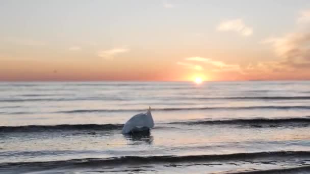日没時の海の波の上の保護面のマスクの爆弾、環境汚染 — ストック動画