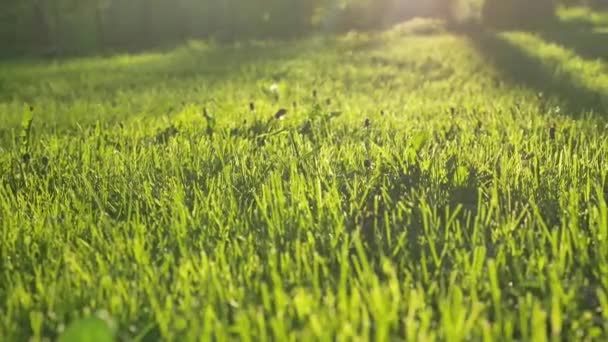 Yeşil çimenler, parlak güneş ışığı altında geniş çayırlarda yetişir. — Stok video