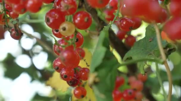 Las bayas maduras jugosas de la grosella roja en los racimos por la rama — Vídeos de Stock