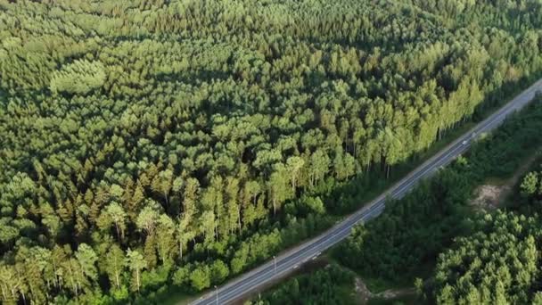Asfalt snelweg loopt tussen hoge bomen met rijdende auto 's — Stockvideo