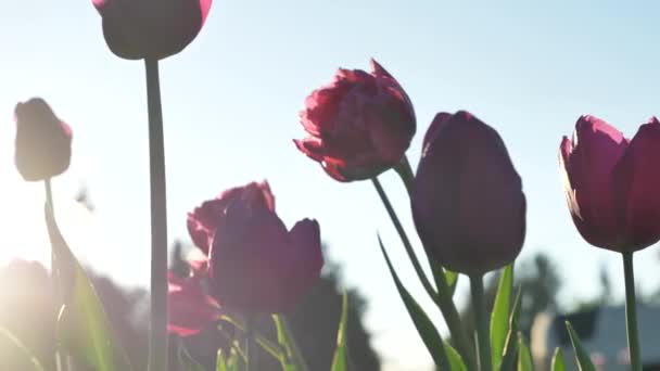 Рожево-фіолетові подвійні тюльпани на довгих стеблах з листям — стокове відео