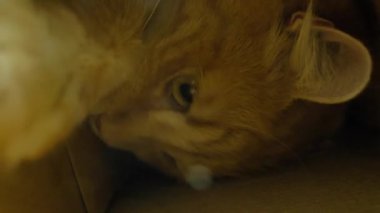 Zencefilli kedi yavrusu karton kutuda saklanıyor ve sahibiyle oynuyor.