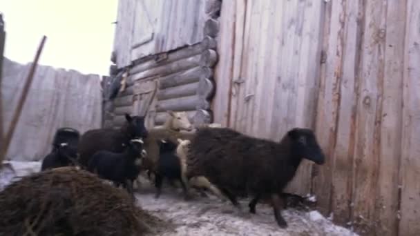 Schafe laufen aus schneebedecktem Hof auf Straße zur Weide — Stockvideo
