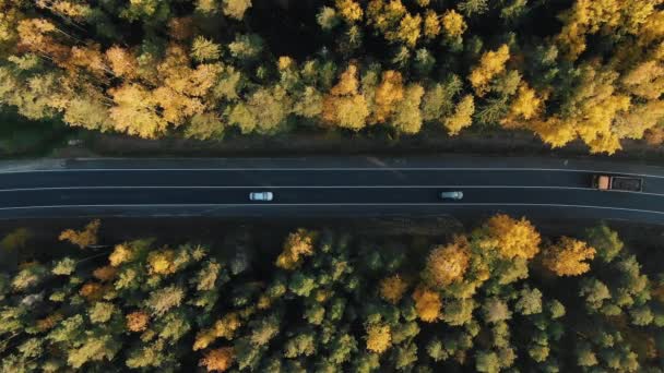 Camino de asfalto corre a través del bosque amarillo con coches de conducción — Vídeos de Stock