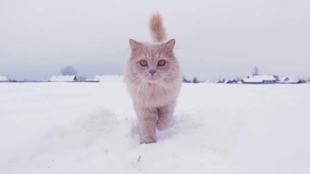 Пушистая кошка ходит по заснеженному лугу за деревней — стоковое видео