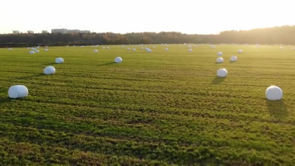 Imballaggi di fieno avvolti in plastica sparsi intorno al campo raccolto — Video Stock