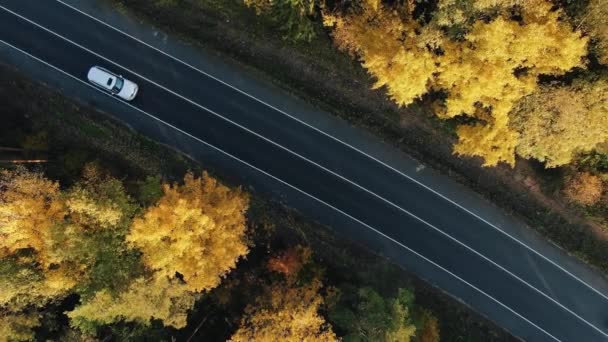 Coches conducir a lo largo de carretera regional que se extiende entre el bosque — Vídeos de Stock