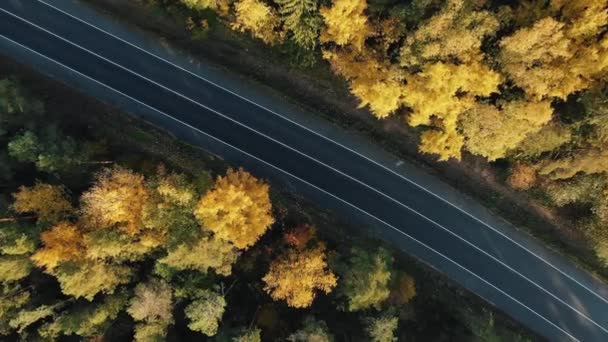 Вид с воздуха на лесную дорогу по диагонали посреди желтых осенних деревьев — стоковое видео