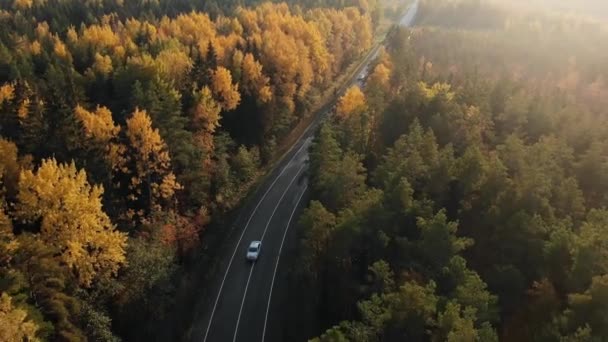 Una columna de coches está conduciendo a lo largo de la carretera en medio de los árboles amarillos de otoño, vista aérea — Vídeos de Stock