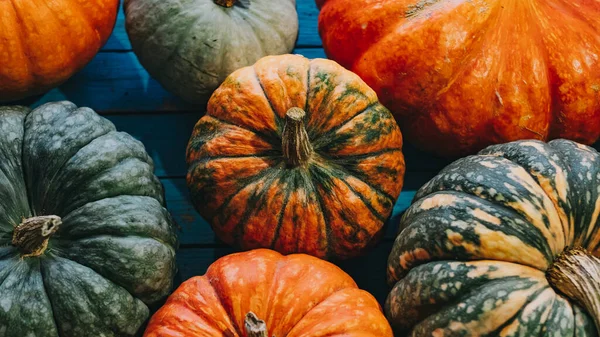 Mavi arkaplanda parlak renkli balkabakları