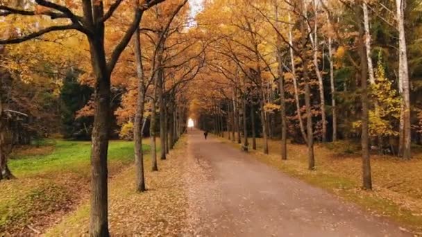 Weg tussen rijen bomen en banken in het najaarspark — Stockvideo