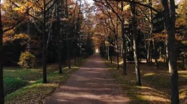 Sonbahar parkında çayırın yanındaki sıra sıra ağaçların arasında.