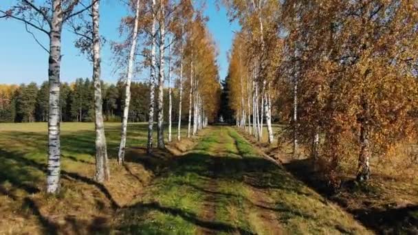 Birkenreihen mit gelben Blättern zwischen den Wiesen im Herbst — Stockvideo