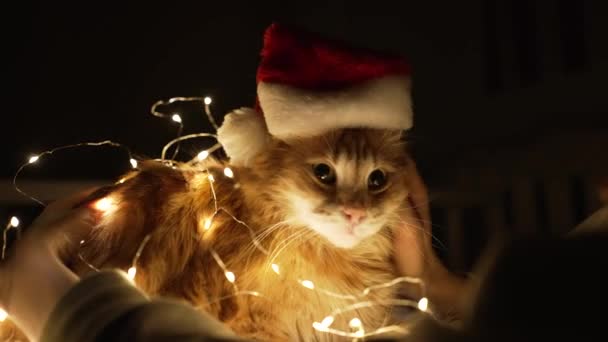 Proprietário acaricia suavemente gato em chapéu de Natal e guirlanda — Vídeo de Stock