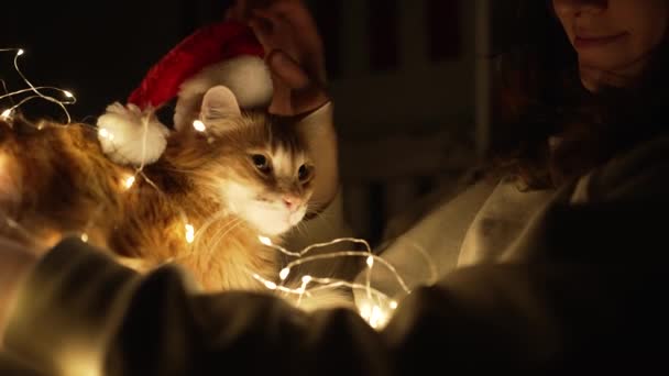 Propietario acaricia suavemente gato en Navidad sombrero y guirnalda — Vídeos de Stock