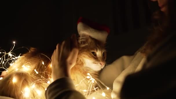 Een roodharige huiskat in een kerstmuts zit op de schoot van de gastvrouw en spint met een gloeiende bloemenslinger — Stockvideo