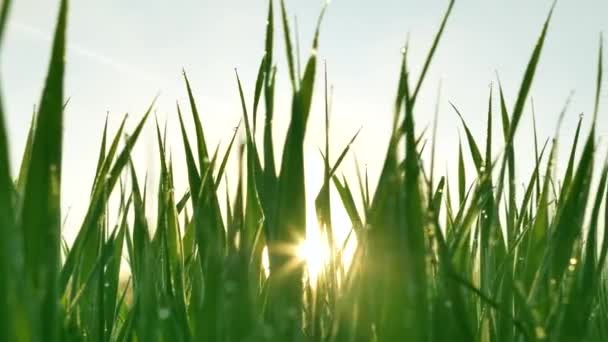 Bright rising sun shines through long green grass in morning — 图库视频影像