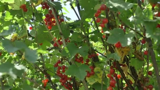 Maturi bacche succose di ribes rosso in gruppi su ramo — Video Stock